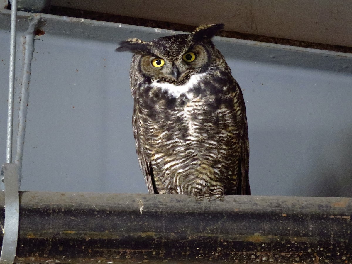 Great Horned Owl - ML611442200
