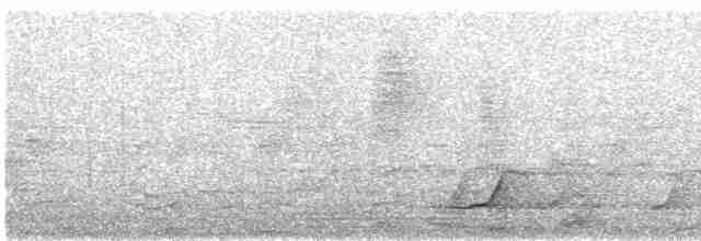 Tinamou à grands sourcils - ML611442243