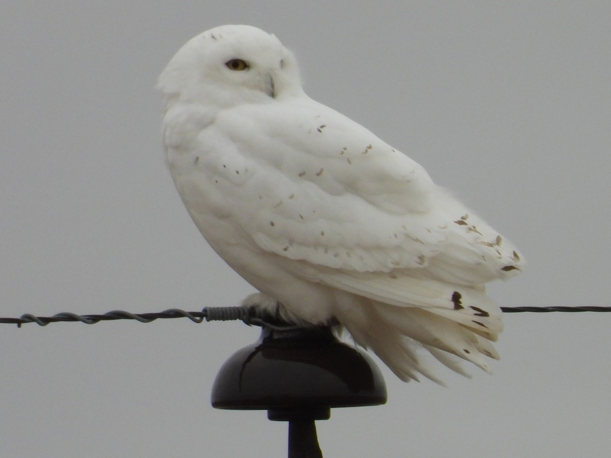 Snowy Owl - ML611442318