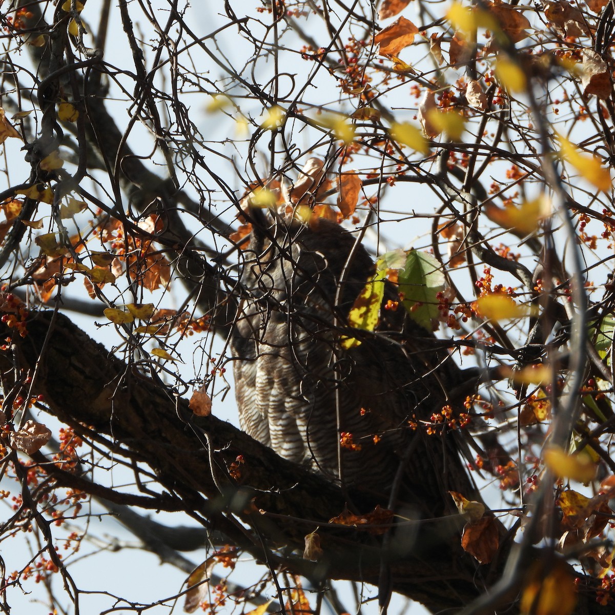 Great Horned Owl - ML611442567