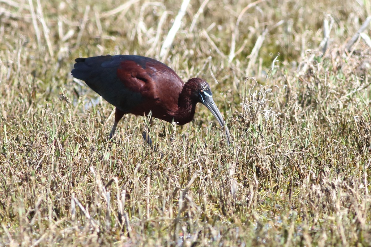 ibis hnědý - ML611442623