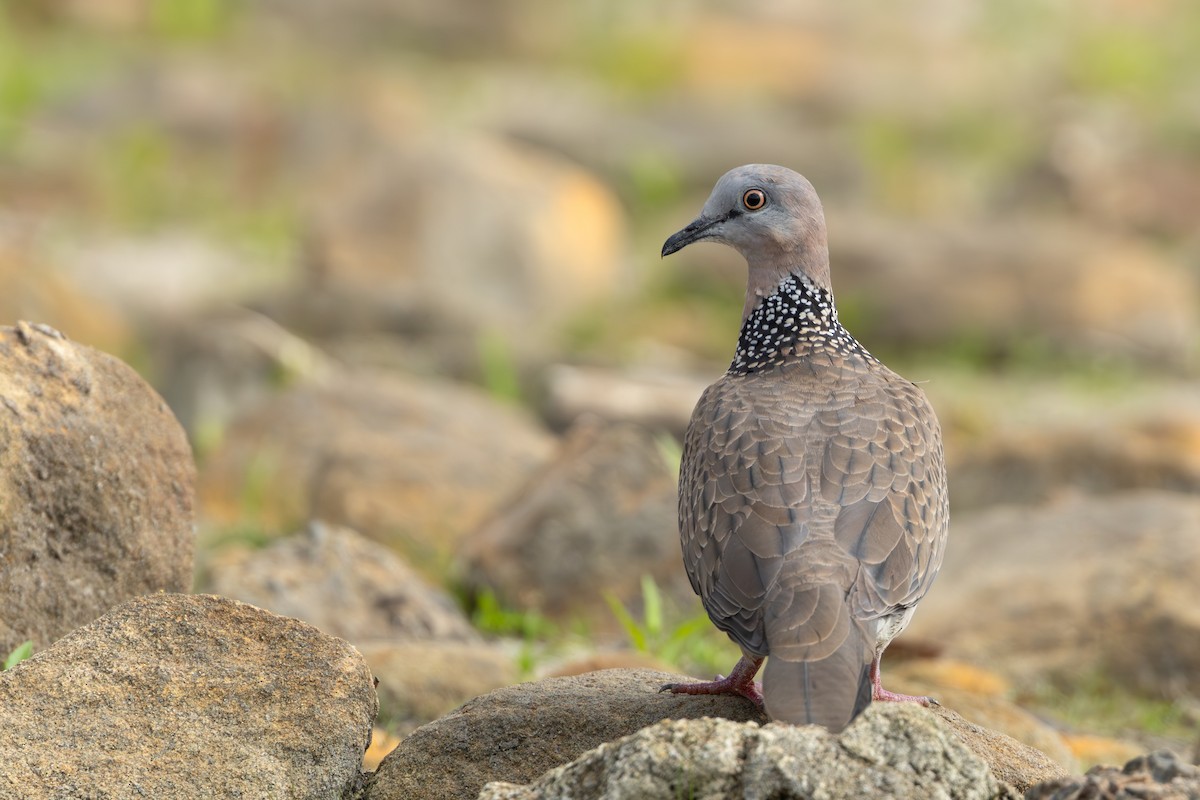 Spotted Dove - ML611442887