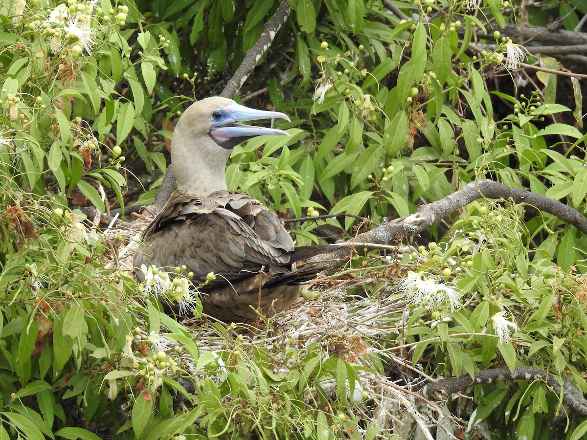 Red-footed Booby - ML611442889