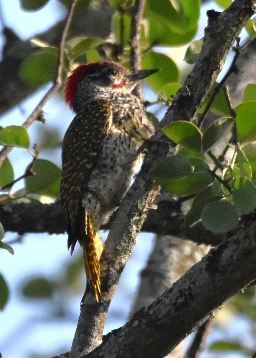 Golden-tailed Woodpecker (Golden-tailed) - ML611443019