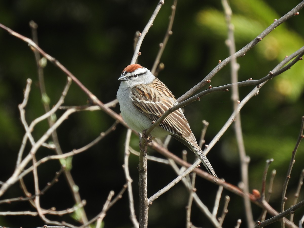 Chipping Sparrow - ML611443191