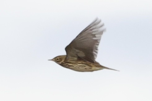 Meadow Pipit - ML611443630