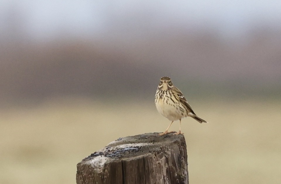 Meadow Pipit - Summer Lee