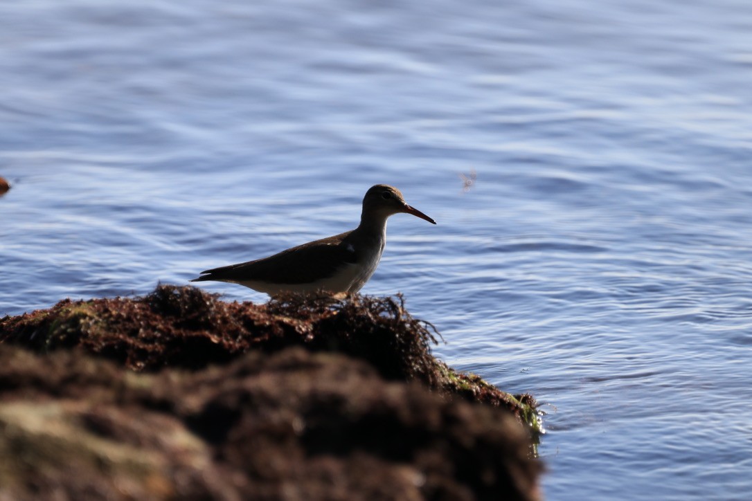 Spotted Sandpiper - Ryan Leys