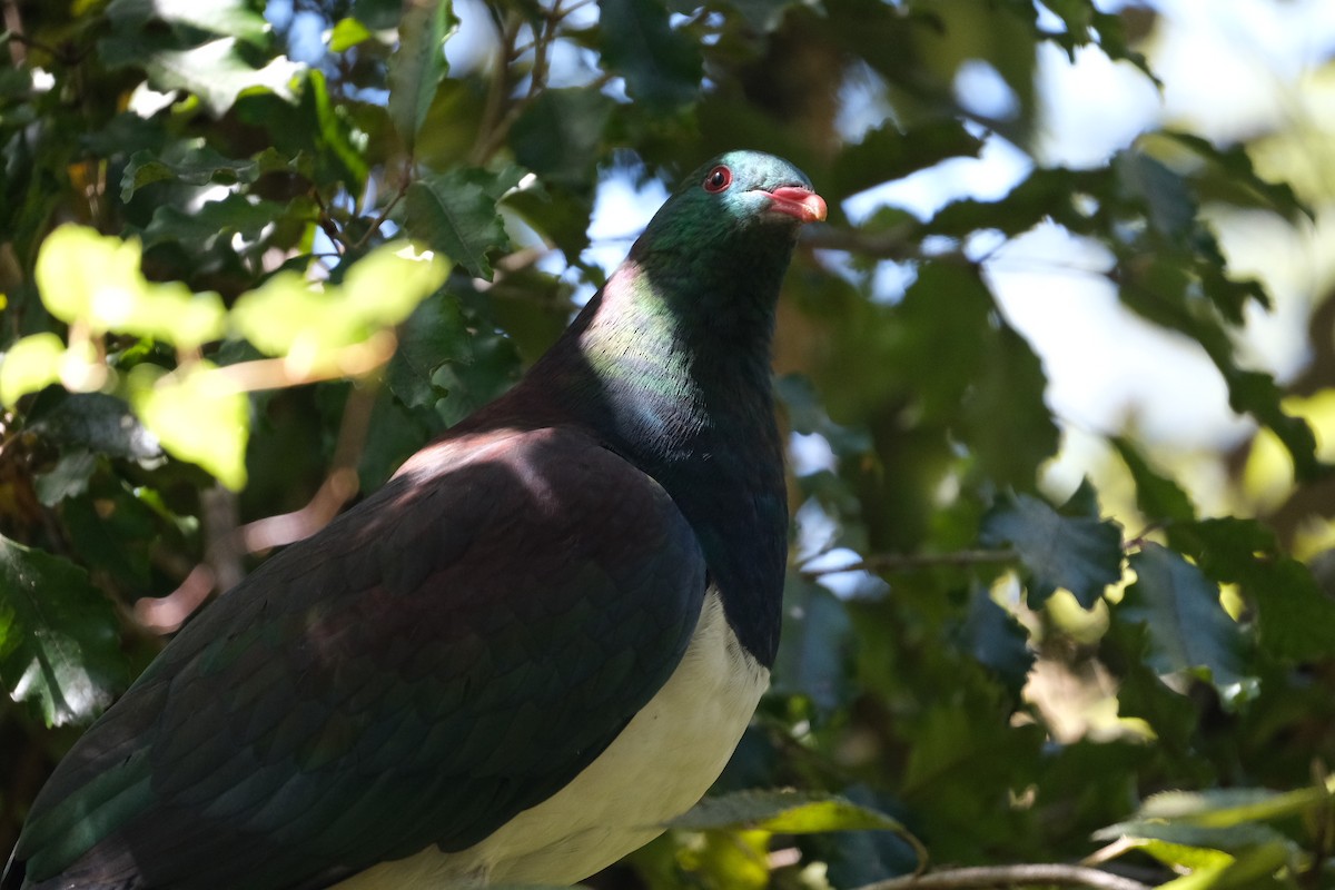 New Zealand Pigeon - ML611444111