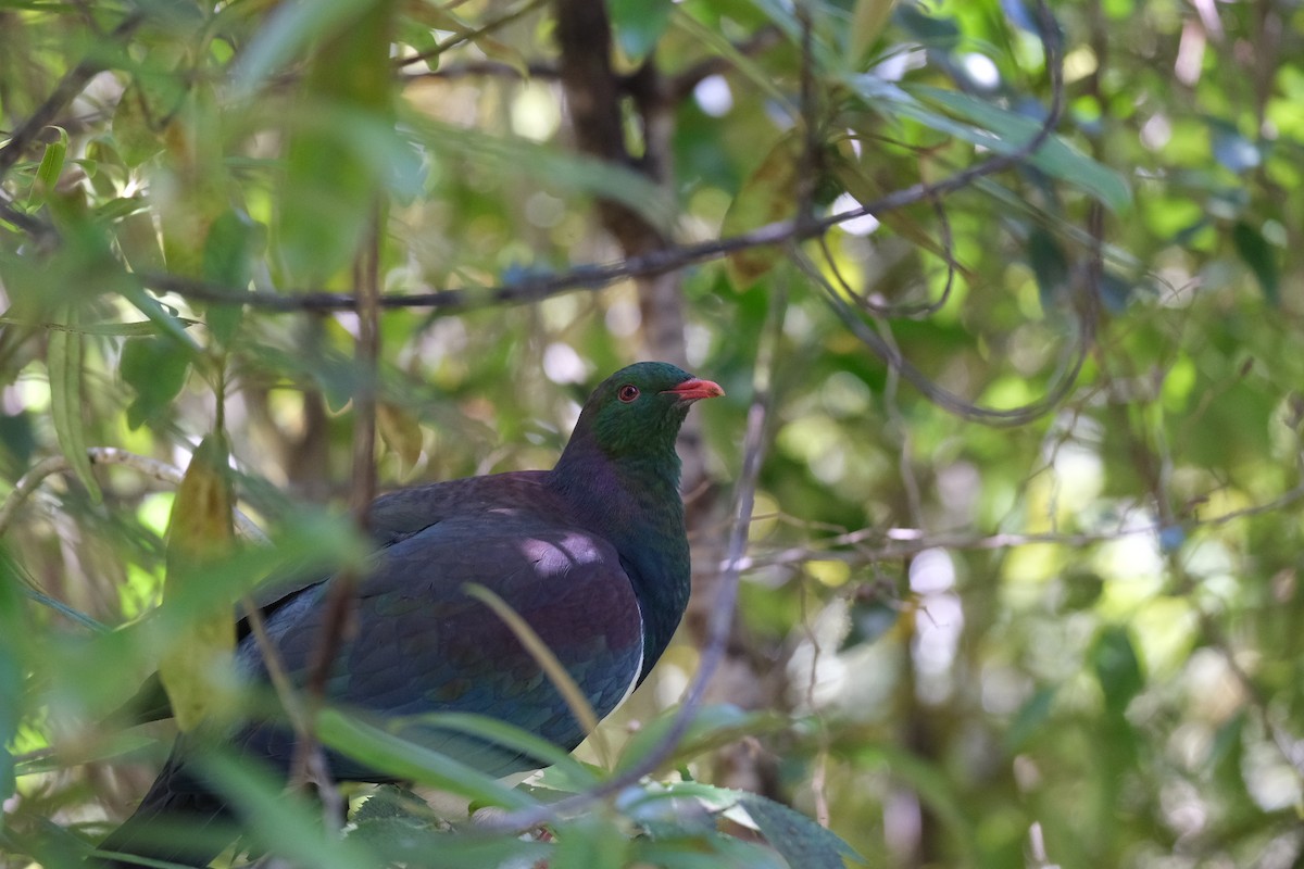 New Zealand Pigeon - ML611444112