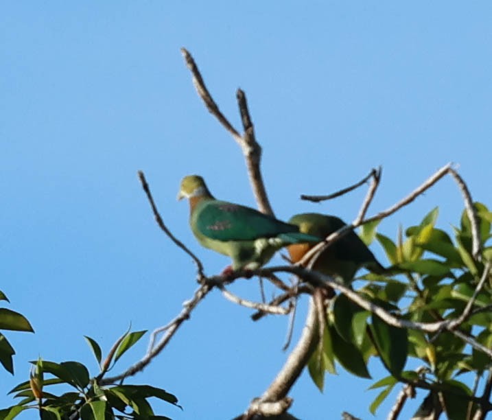 Pink-spotted Fruit-Dove - ML611444186