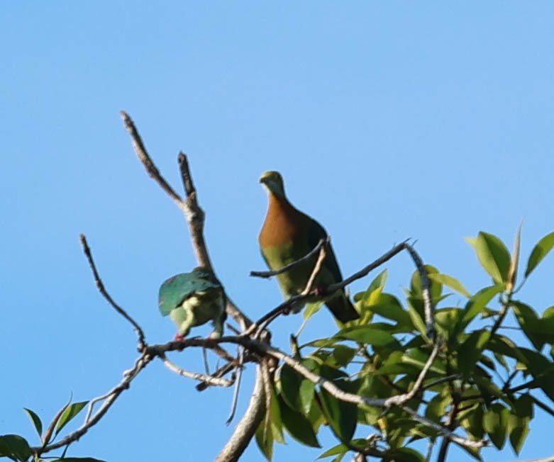 Pink-spotted Fruit-Dove - ML611444187