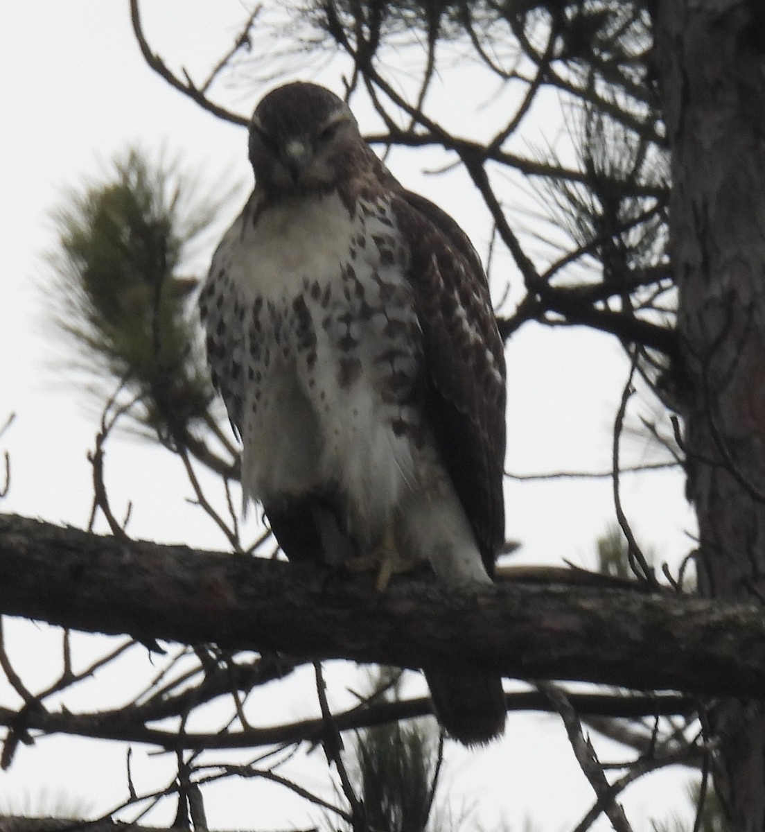 Red-tailed Hawk - ML611444679