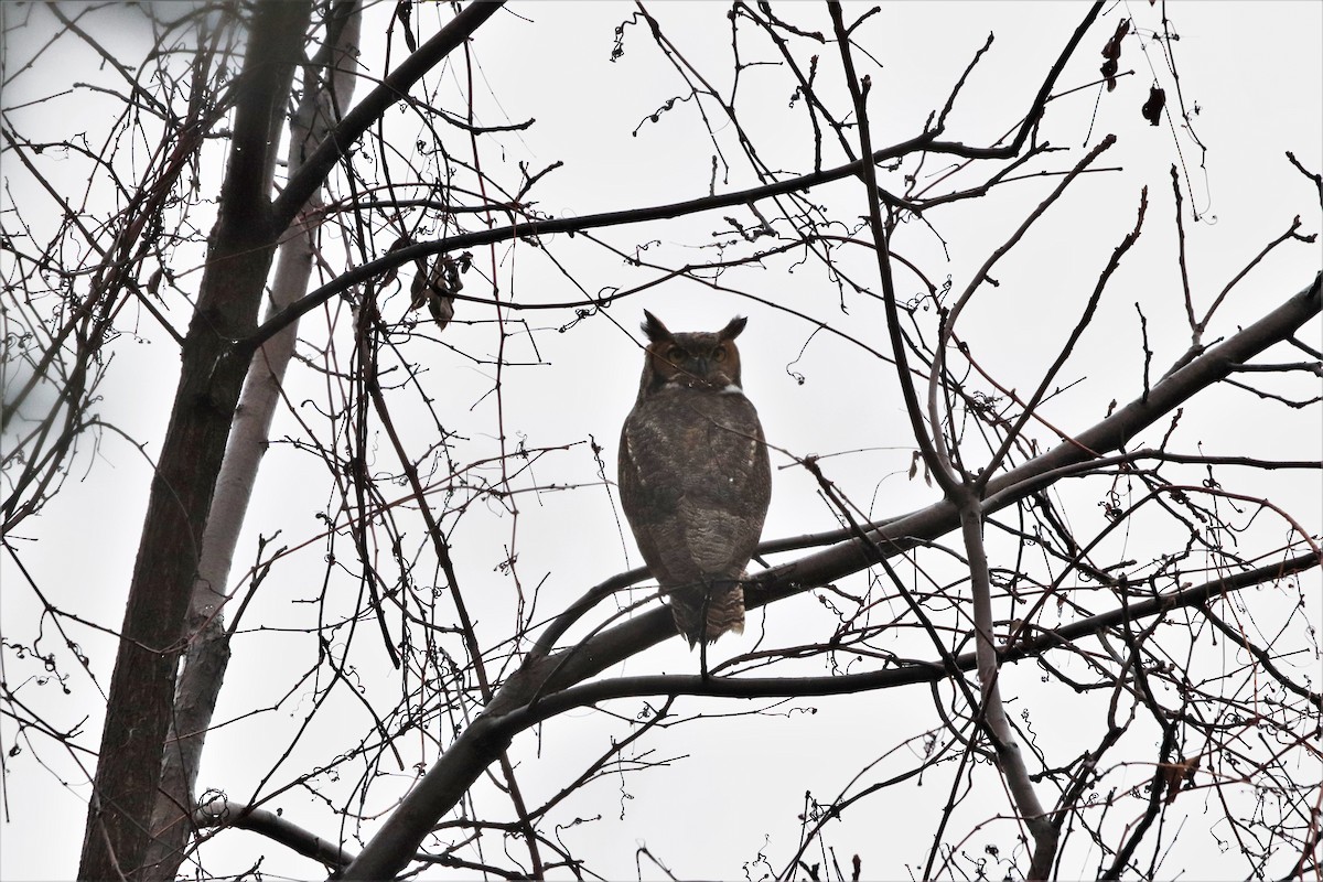 Great Horned Owl - ML611445116