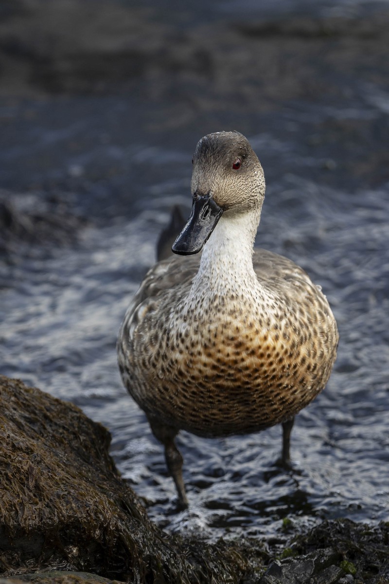 Crested Duck - ML611445320