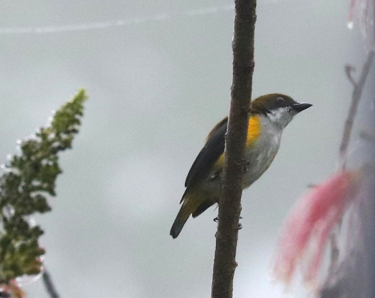 Yellow-sided Flowerpecker - ML611445591