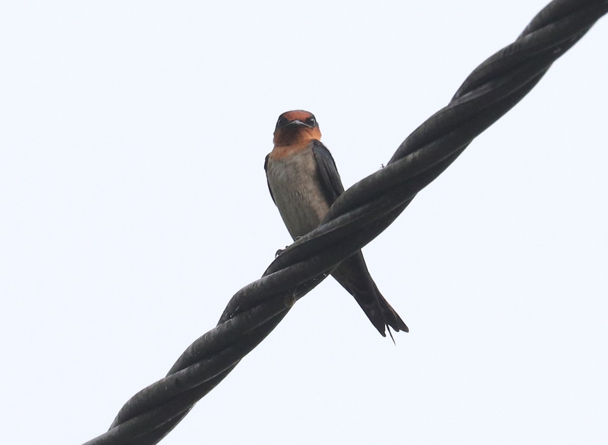 Pacific Swallow - ML611445715