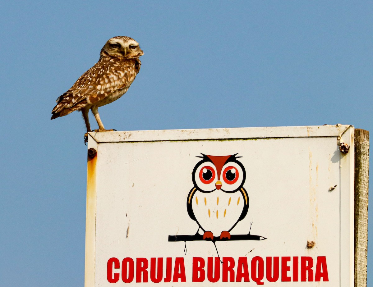 Burrowing Owl - ML611445846