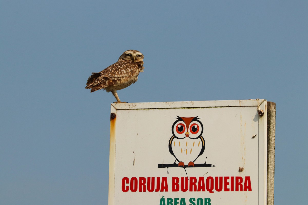 Burrowing Owl - ML611445847