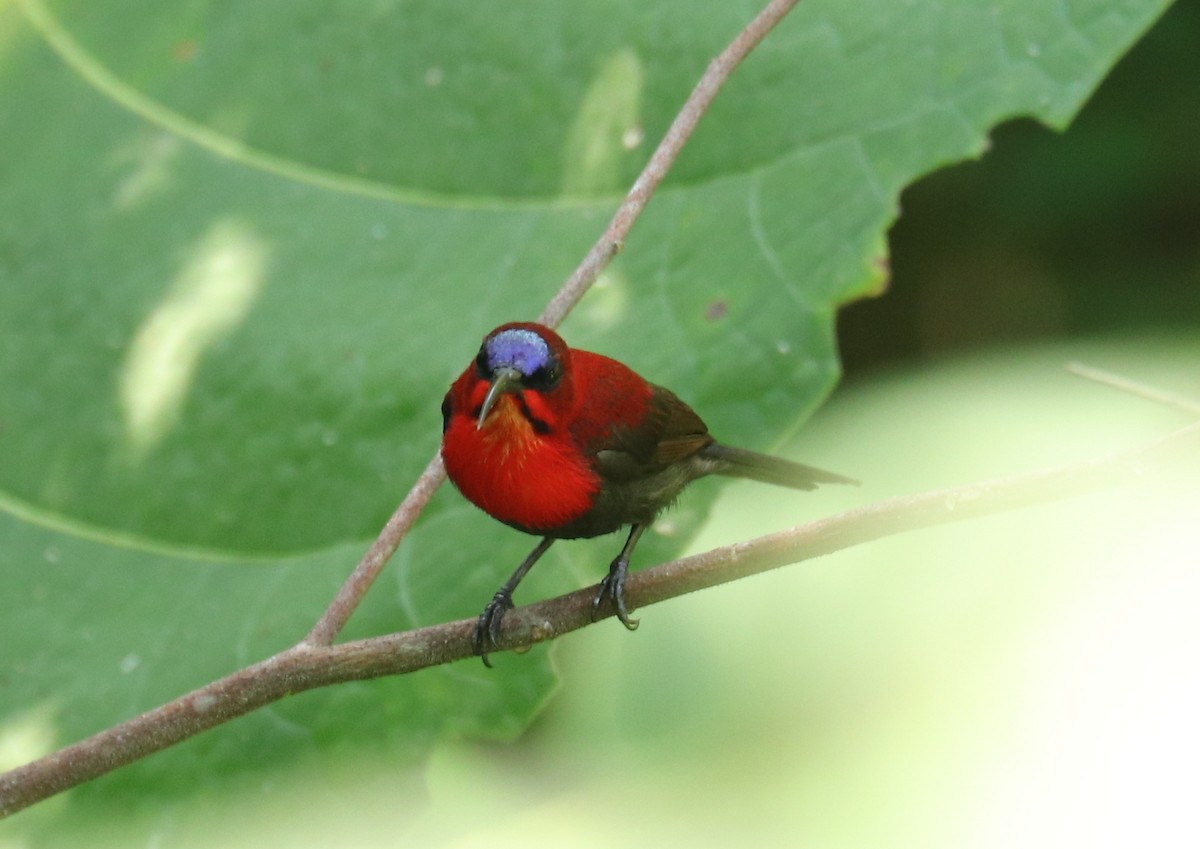 Crimson Sunbird (Sulawesi) - ML611445870