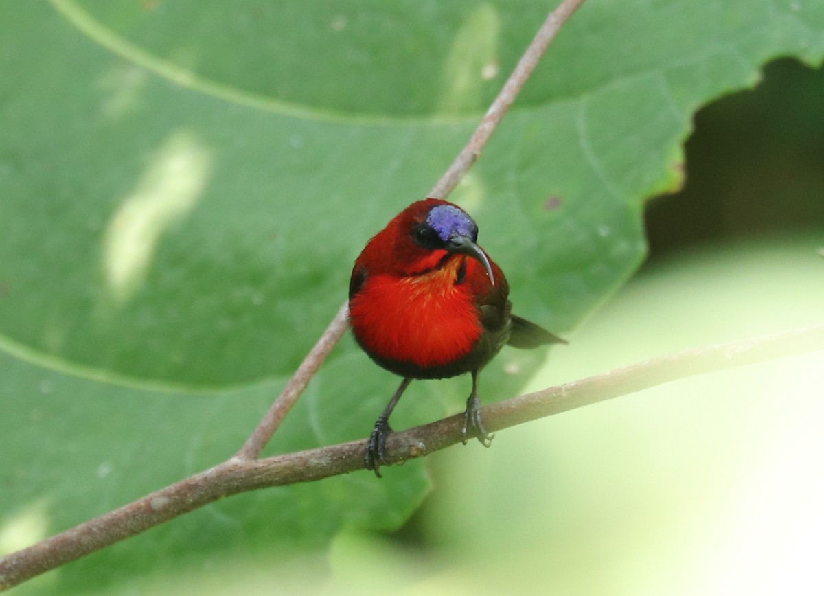 Crimson Sunbird (Sulawesi) - ML611445881