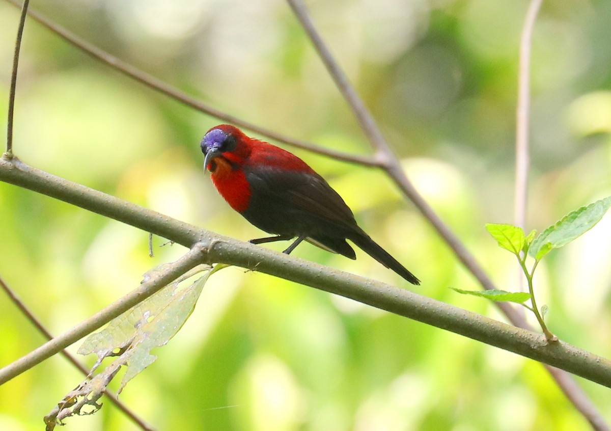 Crimson Sunbird (Sulawesi) - ML611445887