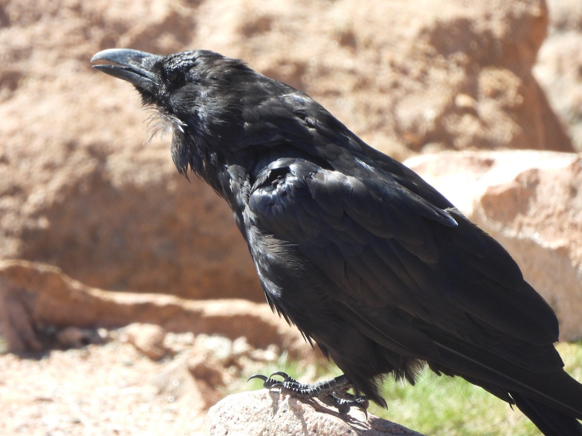 Common Raven - ML611445904