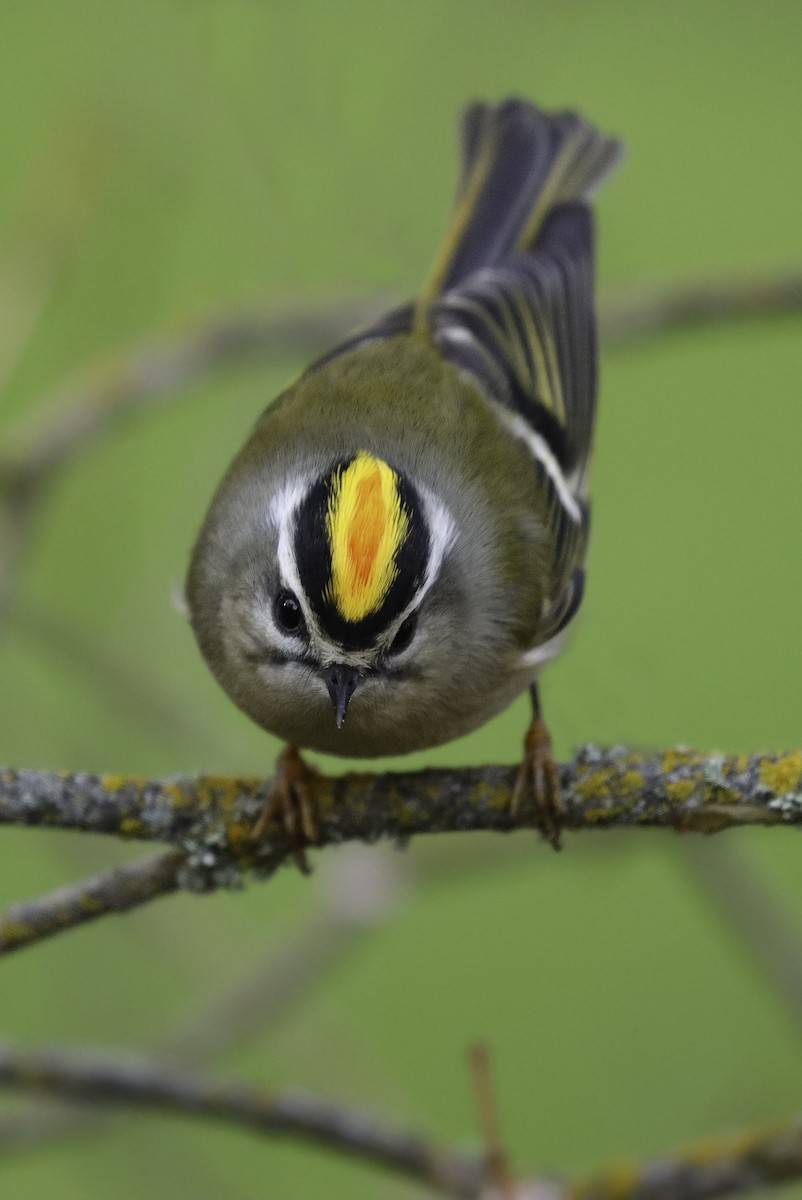 Golden-crowned Kinglet - ML611445906