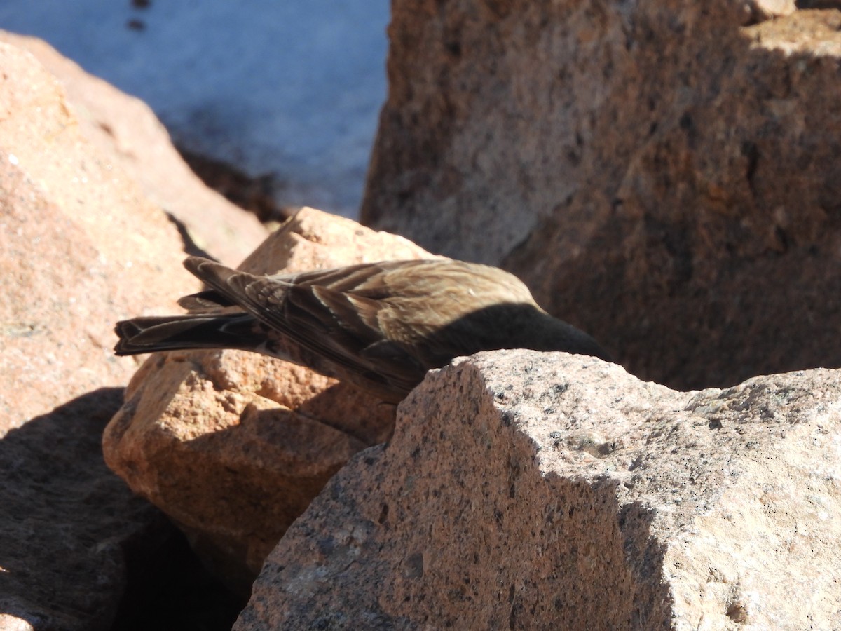 Brown-capped Rosy-Finch - ML611445917