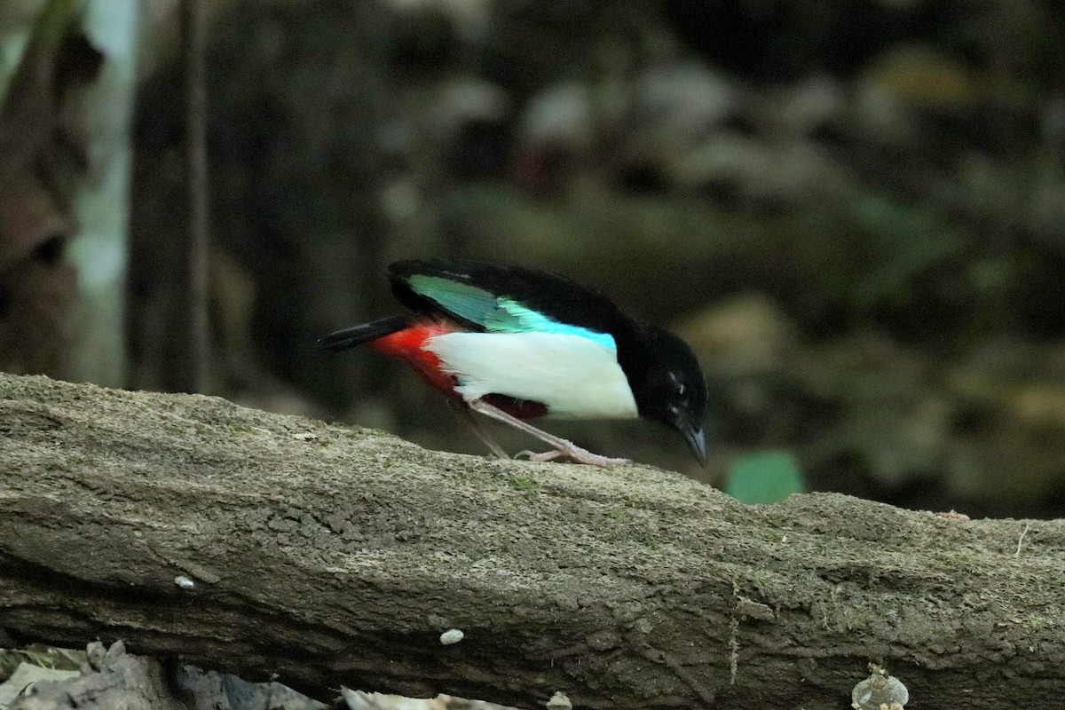 Ivory-breasted Pitta (Ivory-breasted) - ML611446265