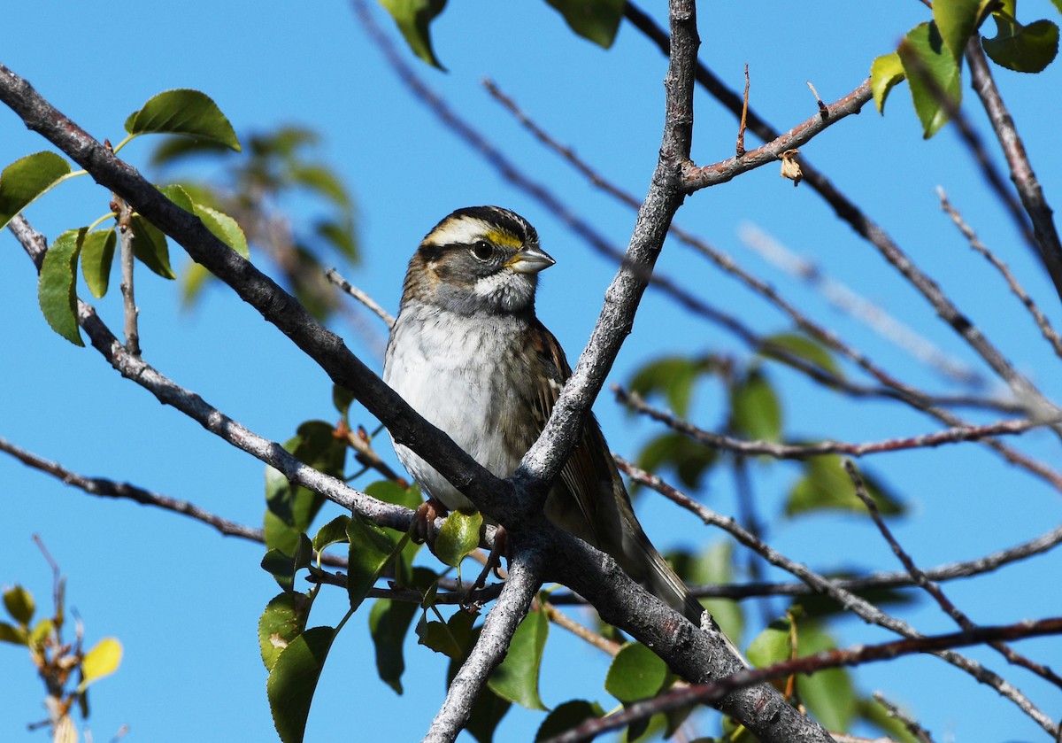 White-throated Sparrow - ML611446302