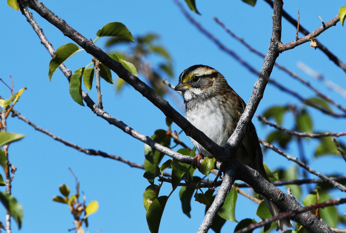 White-throated Sparrow - ML611446303