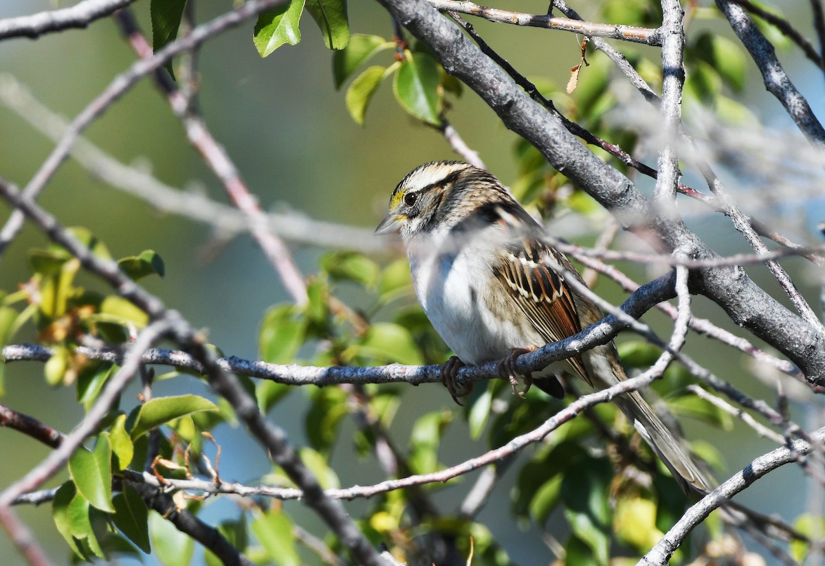 White-throated Sparrow - ML611446304