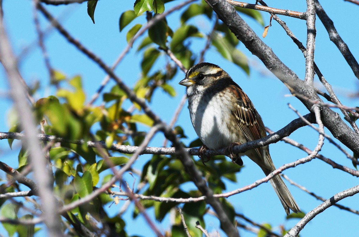 White-throated Sparrow - ML611446305