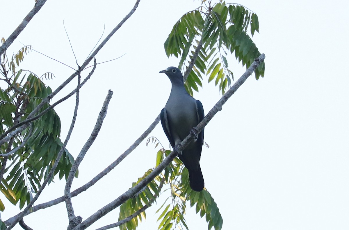 Spectacled Imperial-Pigeon - ML611446384