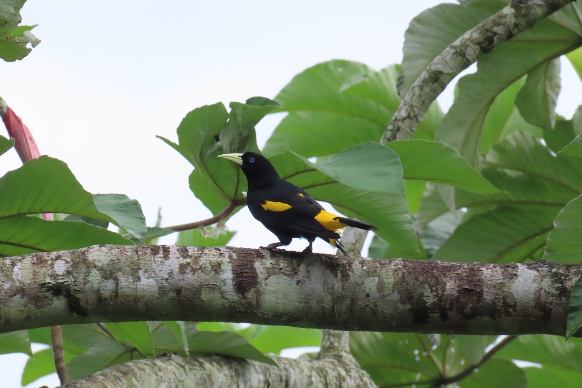 Yellow-rumped Cacique - ML611446417