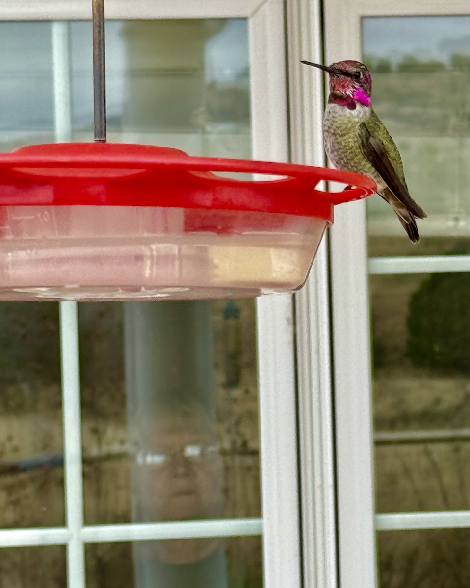 Anna's Hummingbird - Cecilia Riley