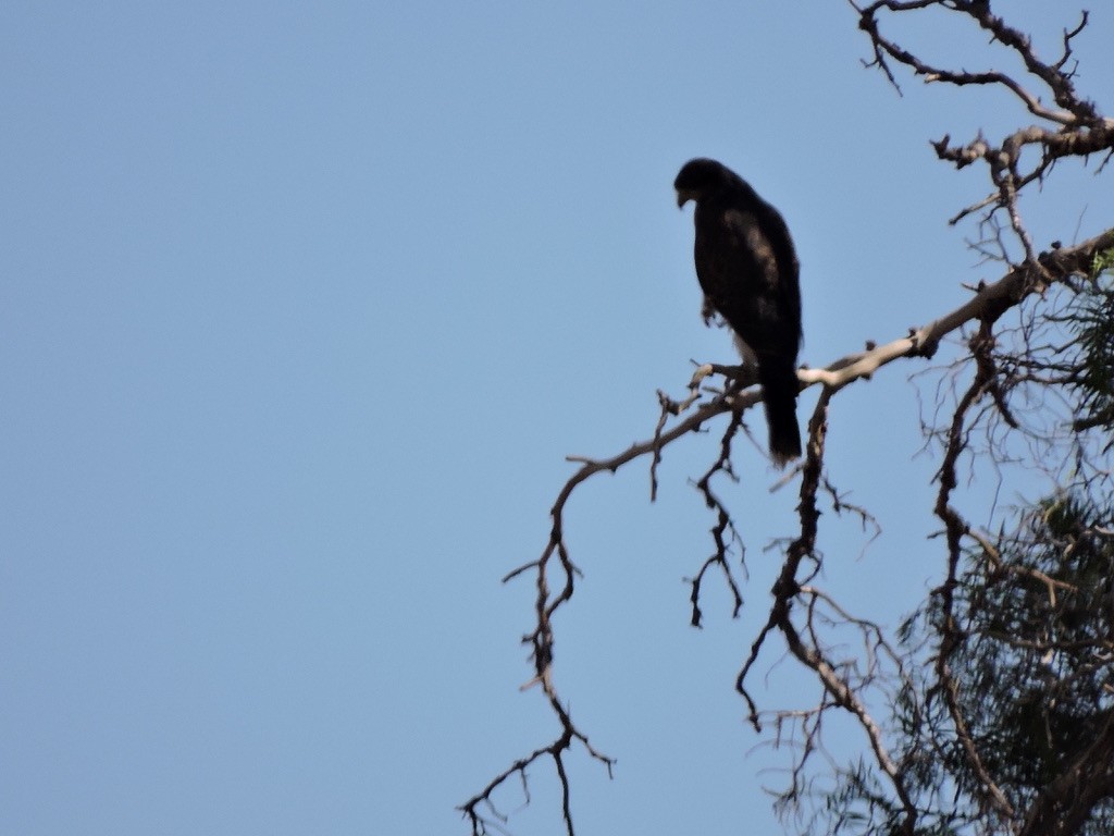 Harris's Hawk - ML611446934