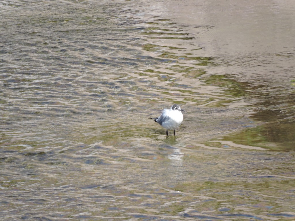 Andean Gull - ML611447010