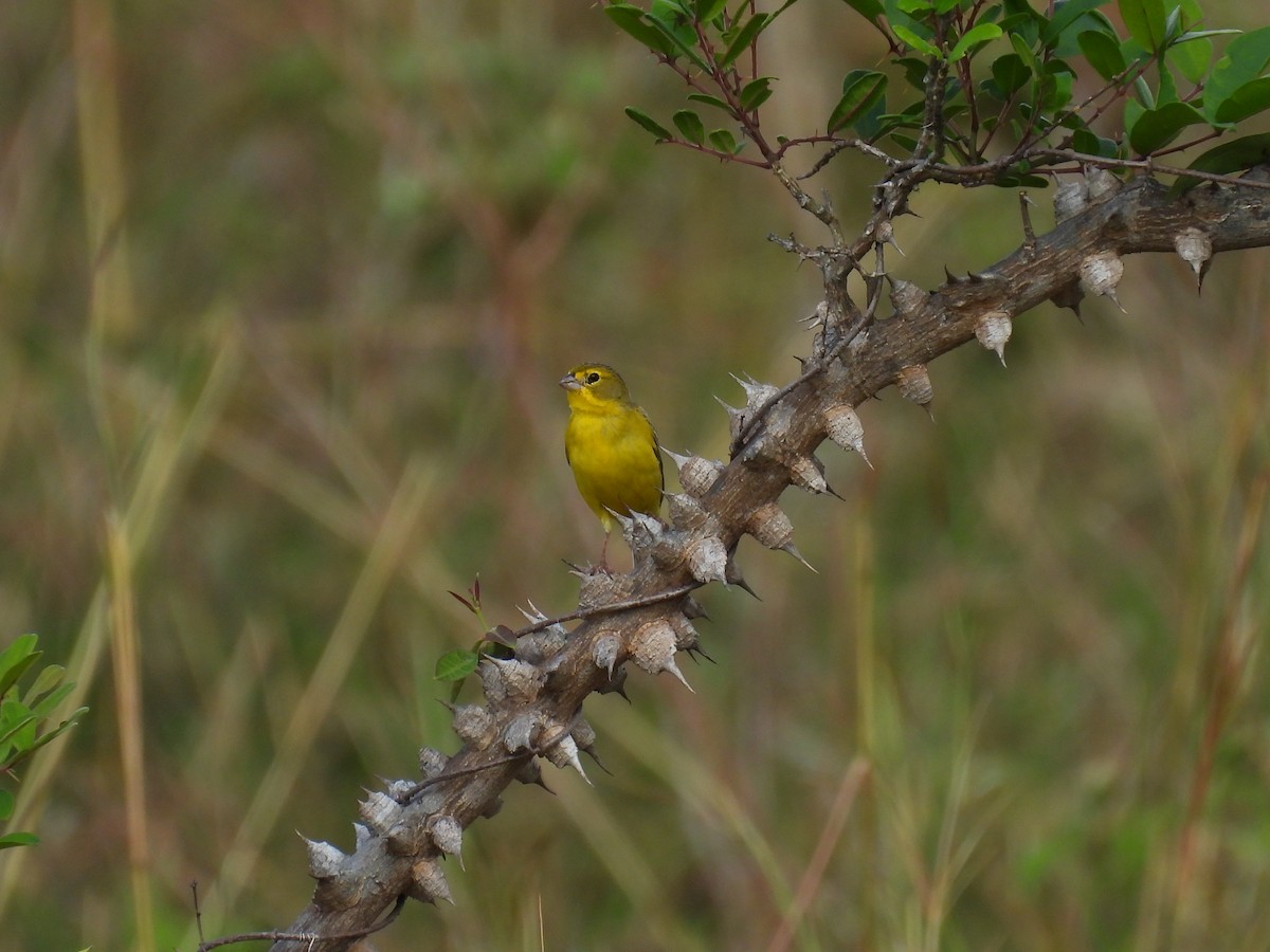 Grassland Yellow-Finch - Jorge L. Peña