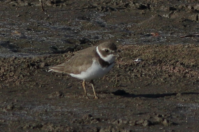 Semipalmated Plover - ML611447101