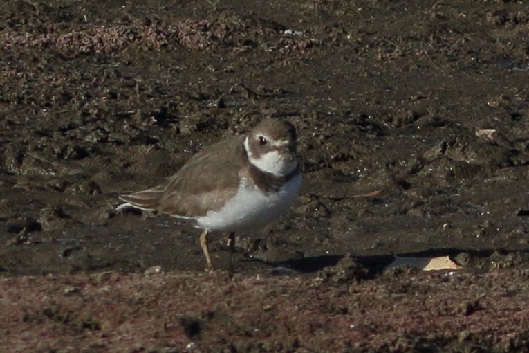 Semipalmated Plover - ML611447102