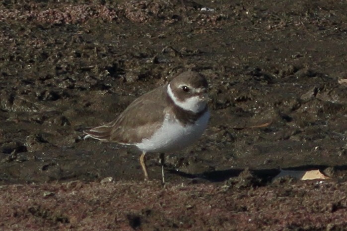 Semipalmated Plover - ML611447103