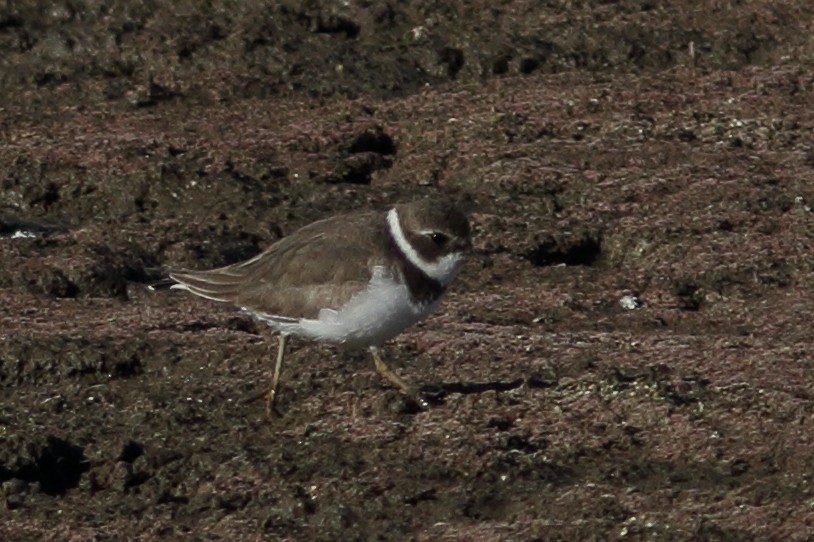 Semipalmated Plover - ML611447104