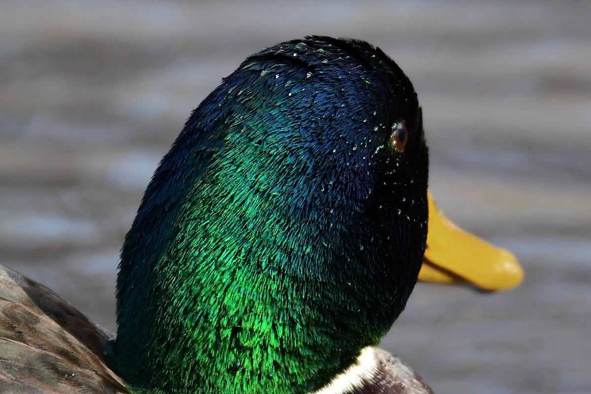 Mallard - ML611447486