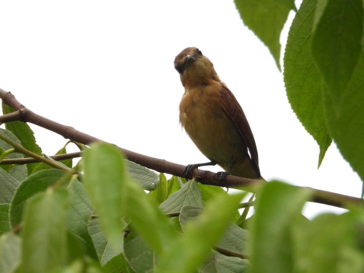 Brown Tanager - ML611447564