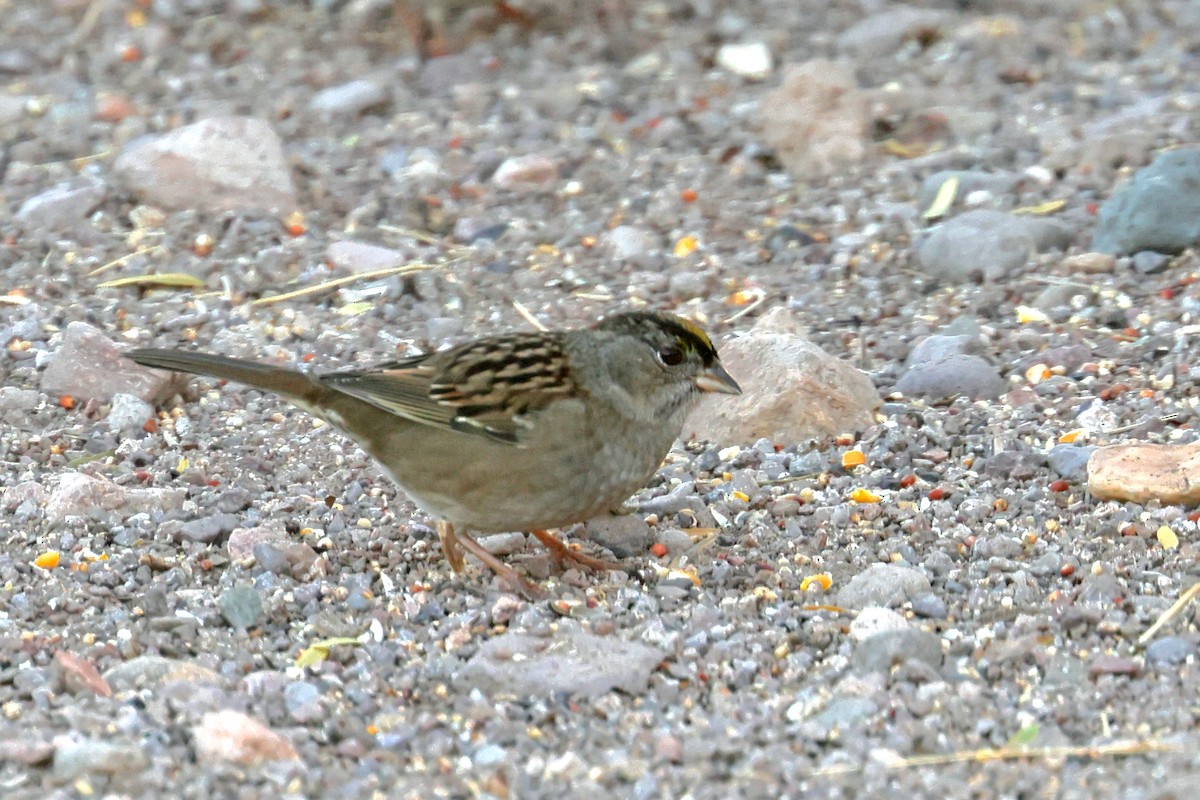 Golden-crowned Sparrow - ML611448284