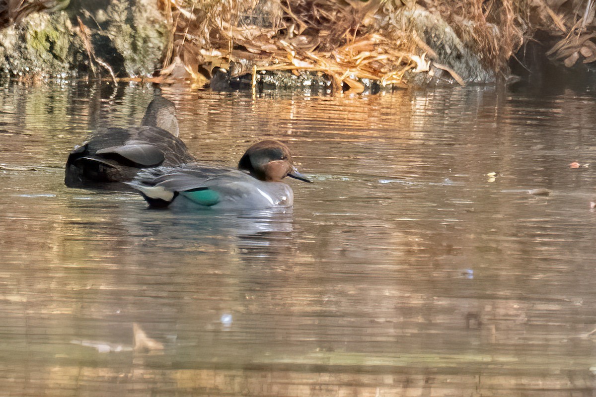 Green-winged Teal - ML611448285