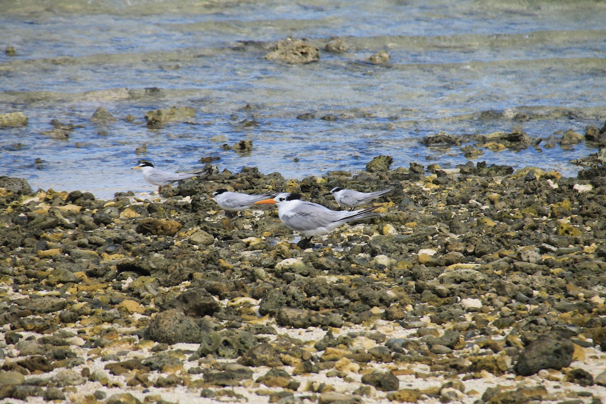Lesser Crested Tern - ML611448405