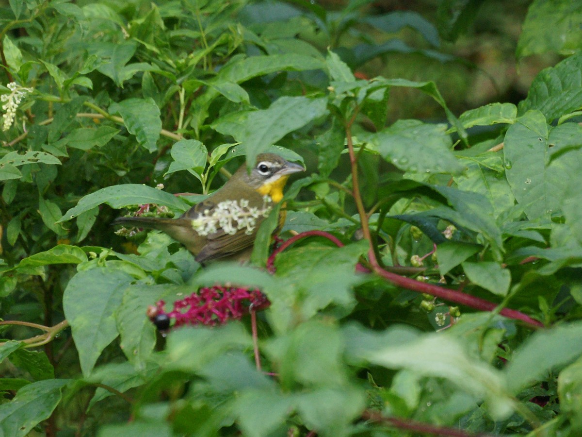 Yellow-breasted Chat - ML611449045
